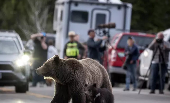 In this undated photo provided by Grand Teton National Park a grizzly bear known as No. 399 walks along side a cub. (C. Adams/Grand Teton National Park via AP)