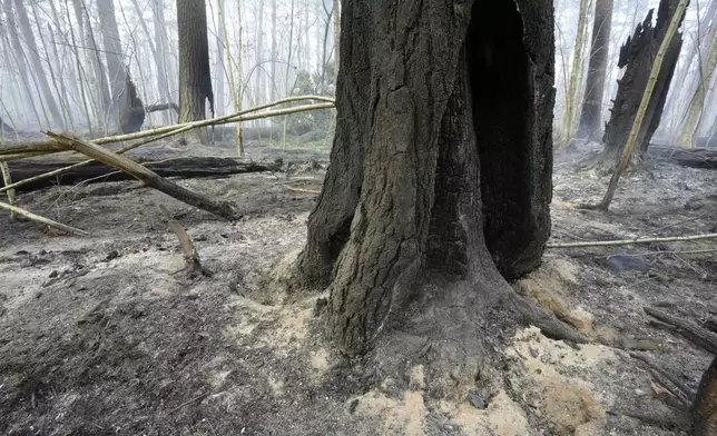 A fire damaged tree stands surrounded by ash, Sunday, Nov. 10, 2024, in Lynn Woods Reservation, after a brush fire moved through the area, in Lynn, Mass. (AP Photo/Steven Senne)