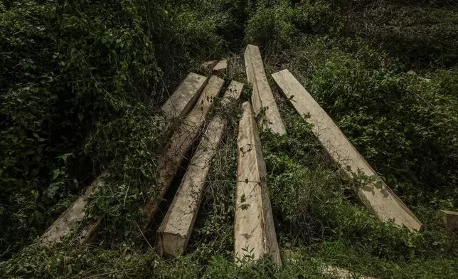 Logs sit on the side of a road leading to the areas of several wood pellet production companies in Pohuwato, Gorontalo province, Indonesia, Tuesday, Oct. 22, 2024. (AP Photo/Yegar Sahaduta Mangiri)