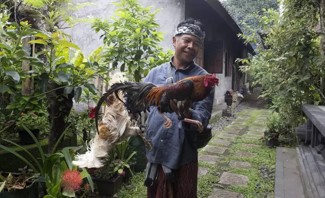 Nyoman Subrata, traditional chief of Geriana Kauh village, carries a rooster used in rituals for Ngusaba Goreng festival at Geriana Kauh village, Karangasem, Bali, Indonesia, Thursday, Nov. 21, 2024. (AP Photo/Firdia Lisnawati)