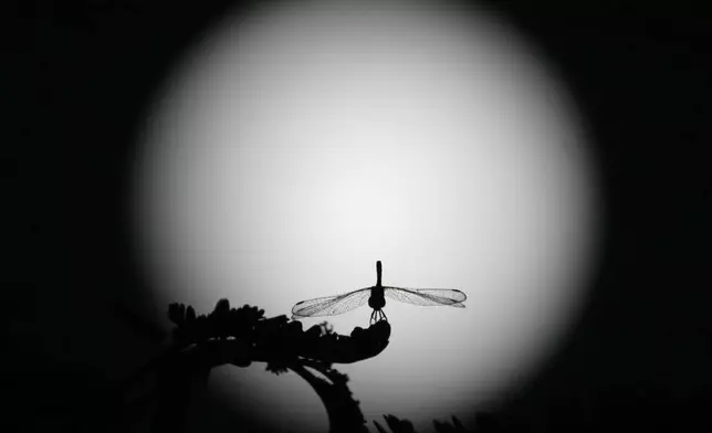 A dragonfly is backdropped by the moon, in Naypyitaw, Myanmar, Friday, Nov. 15, 2024. (AP Photo/Aung Shine Oo)