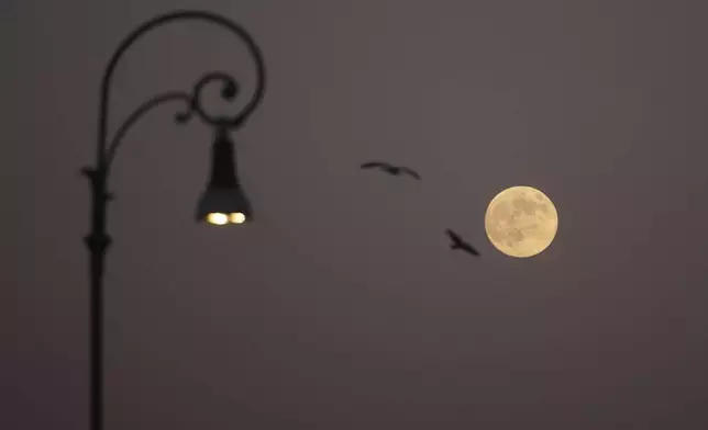 Birds fly in front of the full moon rising over Rome, Friday, Nov. 15, 2024. (AP Photo/Alessandra Tarantino)