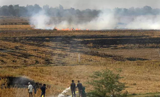 Farmers burn crop residue after harvest near Bundelkhand expressway some 330 kilometers (206 miles) from New Delhi, India, Sunday, Nov. 17, 2024. (AP Photo/Manish Swarup)