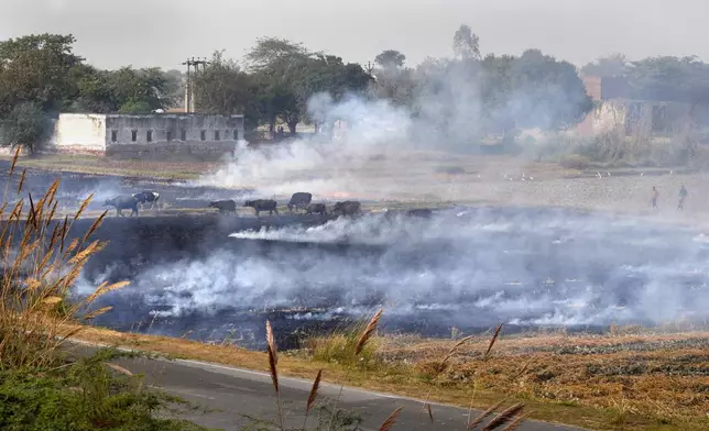 Buffalos run across as farmers burn crop residue after harvest near Agra-yamuna expressway at Mandi village some 290 kilometers (181 miles) from New Delhi, India, Sunday, Nov. 17, 2024. (AP Photo/Manish Swarup)