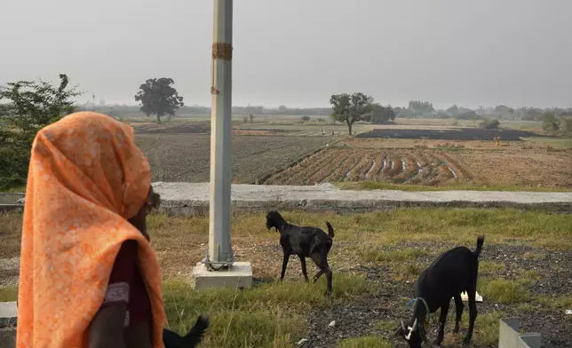 A woman tends to her goats as farmers burn crop residue after harvest near Bundelkhand expressway some 330 kilometers (206 miles) from New Delhi, India, Sunday, Nov. 17, 2024. (AP Photo/Manish Swarup)