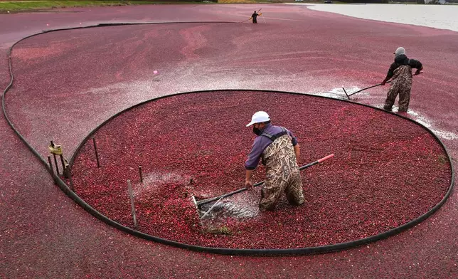 Workers adjust floating booms while wet harvesting cranberries at Rocky Meadow Bog, Friday, Nov. 1, 2024, in Middleborough, Mass. (AP Photo/Charles Krupa)