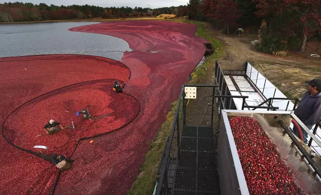 Workers adjust floating booms, left, as cranberries are loaded for transport and processing during a wet harvest at Rocky Meadow Bog, Friday, Nov. 1, 2024, in Middleborough, Mass. (AP Photo/Charles Krupa)