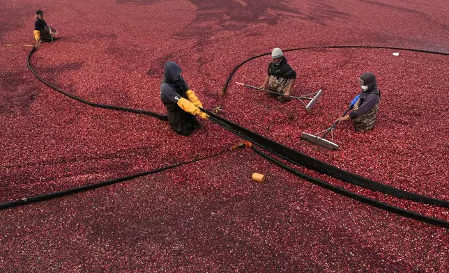 Workers adjust floating booms while wet harvesting cranberries at Rocky Meadow Bog, Friday, Nov. 1, 2024, in Middleborough, Mass. (AP Photo/Charles Krupa)