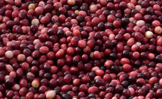 Cranberries float while being harvested at Rocky Meadow Bog, Friday, Nov. 1, 2024, in Middleborough, Mass. (AP Photo/Charles Krupa)