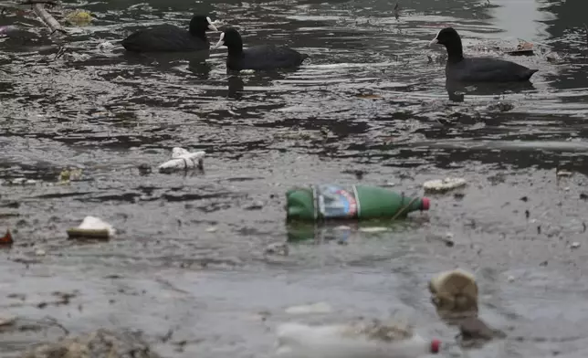 Coots float between dumped plastic bottles and waste on the bank of the river Sava in Belgrade, Serbia, Tuesday, Nov. 26, 2024. (AP Photo/Darko Vojinovic)