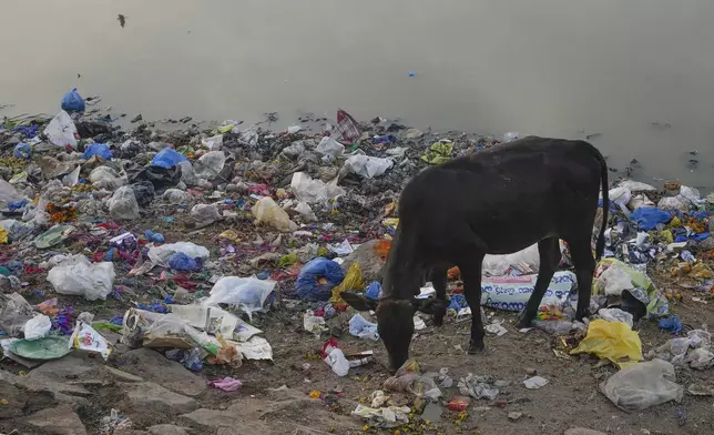 A cow looks for food by a pond surrounded with plastic waste in Hyderabad, India, Tuesday, Nov. 26, 2024. (AP Photo/Mahesh Kumar A.)