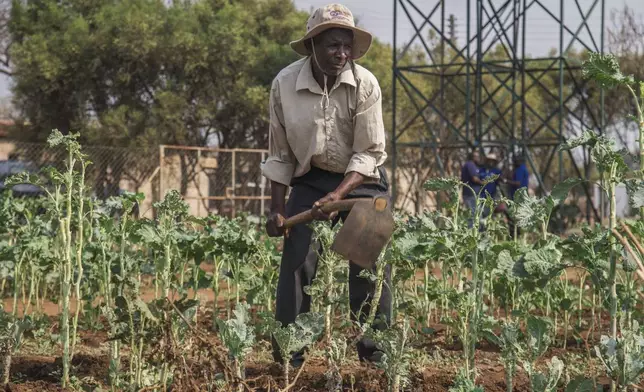 A villager tends to his vegetable garden that is part of a climate-smart agriculture program funded by the United States Agency for International Development in Chipinge, Zimbabwe, Thursday, Sept. 19, 2024. (AP Photo/Aaron Ufumeli)