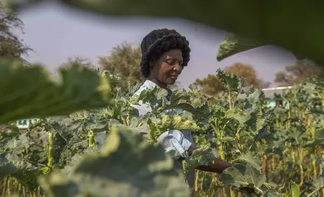 A villager harvests vegetables in a plot that is part of a climate-smart agriculture program funded by the United States Agency for International Development in Chipinge, Zimbabwe, on Thursday, Sept. 19, 2024. (AP Photo/Aaron Ufumeli)