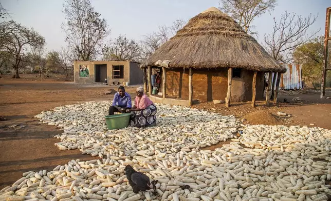 Kenias Chikamhi and his wife Chanatsi Cheku harvest corn in Chiredzi, Zimbabwe, Wednesday, Sept. 18, 2024. (AP Photo/Aaron Ufumeli)