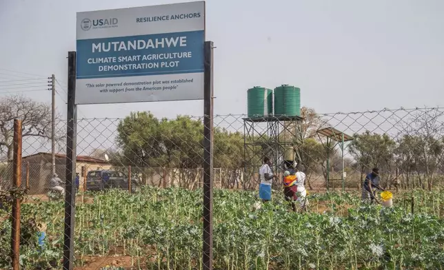 Villagers tend to their crops in a plot that is part of a climate-smart agriculture program funded by the United States Agency for International Development in Chipinge, Zimbabwe, Thursday, Sept. 19, 2024. (AP Photo/Aaron Ufumeli)