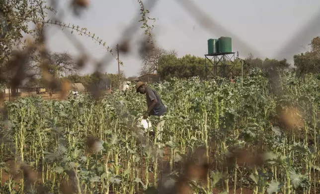 A villager tends to his vegetable garden in a plot that is part of a climate-smart agriculture program funded by the United States Agency for International Development in Chipinge, Zimbabwe, Thursday, Sept. 19, 2024. (AP Photo/Aaron Ufumeli)