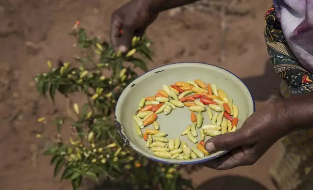 Chilies are harvested in a plot that is part of a climate-smart agriculture program funded by the United States Agency for International Development in Chipinge, Zimbabwe, Thursday, Sept. 19 2024. (AP Photo/Aaron Ufumeli)