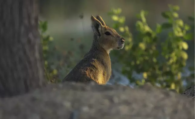 A Patagonia mara is seen at Al Qudra Lakes in Dubai, United Arab Emirates, Thursday, Nov. 21, 2024. (AP Photo/Jon Gambrell)