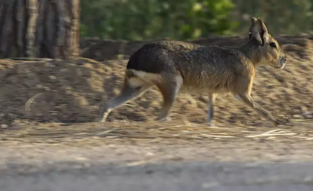 A Patagonia mara runs at Al Qudra Lakes in Dubai, United Arab Emirates, Thursday, Nov. 21, 2024. (AP Photo/Jon Gambrell)