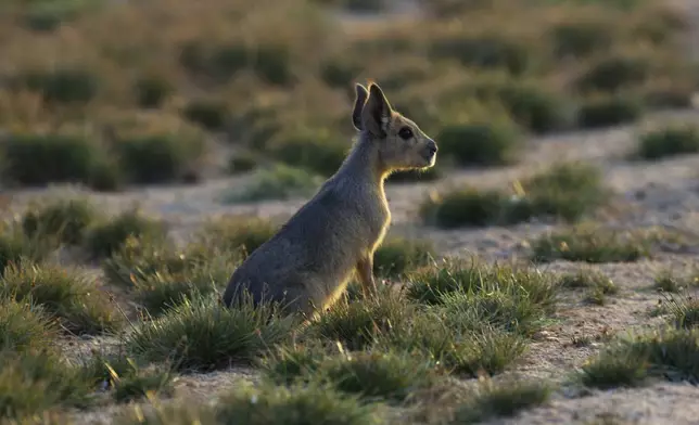 A Patagonia mara is seen at Al Qudra Lakes in Dubai, United Arab Emirates, Thursday, Nov. 21, 2024. (AP Photo/Jon Gambrell)