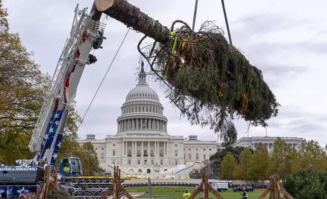 The Capitol Christmas Tree, an 80-foot Sitka spruce, arrives in Washington, from the Tongass National Forest in Alaska, Friday, Nov. 22, 2024. The tree will be decorated and illuminated at a ceremony on Tuesday, Dec. 3. (AP Photo/J. Scott Applewhite)