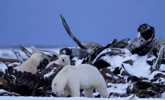 A polar bear and cubs search for scraps in a large pile of bowhead whale bones left from the village's subsistence hunting at the end of an unused airstrip on a spit of land near the village, Tuesday, Oct. 15, 2024, in Kaktovik, Alaska. (AP Photo/Lindsey Wasson)