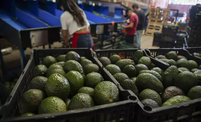 FILE - Avocados are stored in crates at a packing plant in Uruapan, Michoacan state, Mexico on Feb. 9, 2024. (AP Photo/Armando Solis, File)