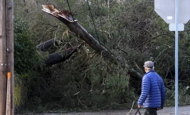 A man looks at a tree that fell on power lines during a major storm in Issaquah, Wash., on Friday, Nov. 22, 2024. (AP Photo/Manuel Valdes)