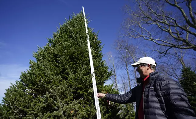 Sam Cartner Jr., co-owner of Cartner's Christmas Tree Farm, measures the official White House Christmas tree, a 20-foot Fraser fir, Wednesday, Nov. 13, 2024, in Newland, N.C. (AP Photo/Erik Verduzco)