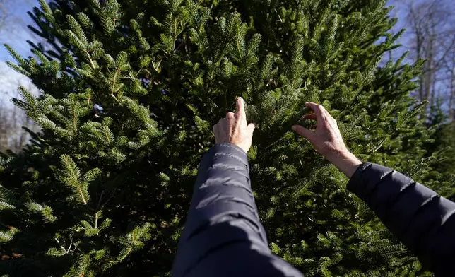 Sam Cartner Jr., co-owner of Cartner's Christmas Tree Farm, shows the official White House Christmas tree, a 20-foot Fraser fir, Wednesday, Nov. 13, 2024, in Newland, N.C. (AP Photo/Erik Verduzco)