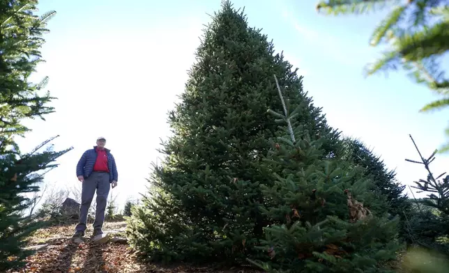 Sam Cartner Jr., co-owner of Cartner's Christmas Tree Farm, poses for a photo next to the official White House Christmas tree, a 20-foot Fraser fir, Wednesday, Nov. 13, 2024, in Newland, N.C. (AP Photo/Erik Verduzco)