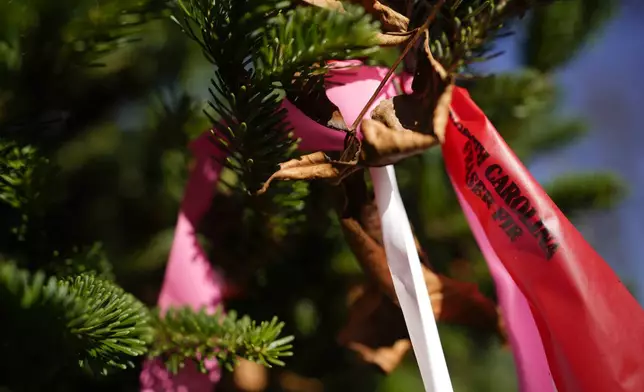 The official White House Christmas tree, a 20-foot Fraser fir, is seen at the Cartner's Christmas Tree Farm, Wednesday, Nov. 13, 2024, in Newland, N.C. (AP Photo/Erik Verduzco)