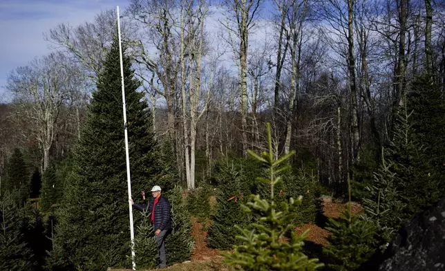 Sam Cartner Jr., co-owner of Cartner's Christmas Tree Farm, measures the official White House Christmas tree, a 20-foot Fraser fir, Wednesday, Nov. 13, 2024, in Newland, N.C. (AP Photo/Erik Verduzco)