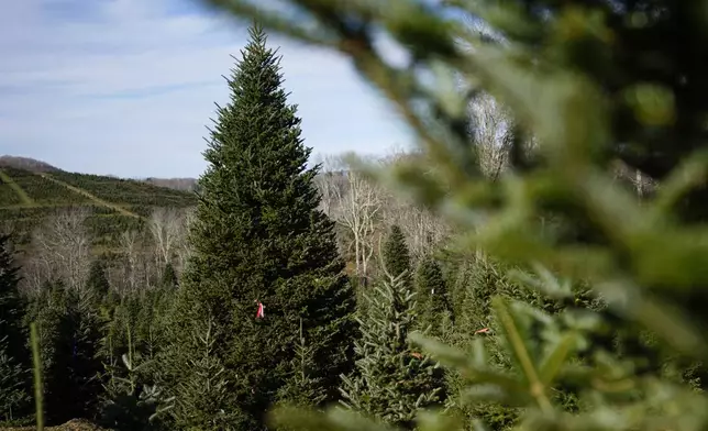 The official White House Christmas tree, a 20-foot Fraser fir, is seen at the Cartner's Christmas Tree Farm, Wednesday, Nov. 13, 2024, in Newland, N.C. (AP Photo/Erik Verduzco)