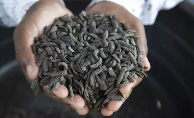 Maggots are held by a worker at a maggot breeding centre in Chinhoyi, Zimbabwe, Friday, Oct. 19, 2024. (AP Photo/Aaron Ufumeli)