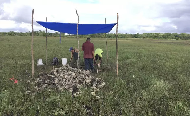 This 2019 photo provided by the Belize River East Archaeology project, researchers excavate sediment that will be sequenced to help them date the evidence of a large-scale pre-Columbian fish-trapping facility in Belize. (Belize River East Archaeology project via AP)