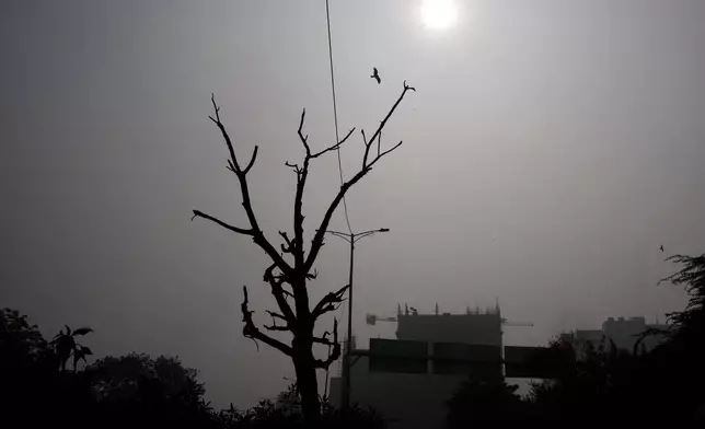 A bird flies through a thick layer of smog in New Delhi, India, Thursday, Nov. 14, 2024. (AP Photo/Manish Swarup)