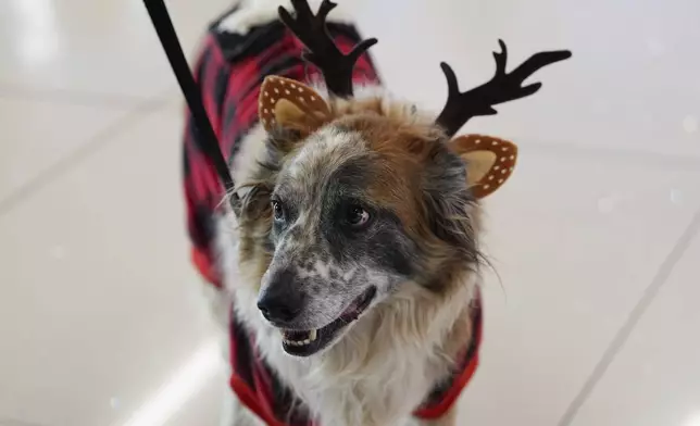 Dressed in holiday garb, Leo, a 7-year-old Australian Shepherd/Heeler mix, greets passengers at Denver International Airport as part of the canine airport therapy squad Saturday, Dec. 14, 2024, in Denver. (AP Photo/David Zalubowski)