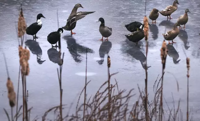 Ducks stand on the rain water covered ice on Adams Pond during a winter storm, Wednesday, Dec. 11, 2024, in Derry, N.H. (AP Photo/Charles Krupa)