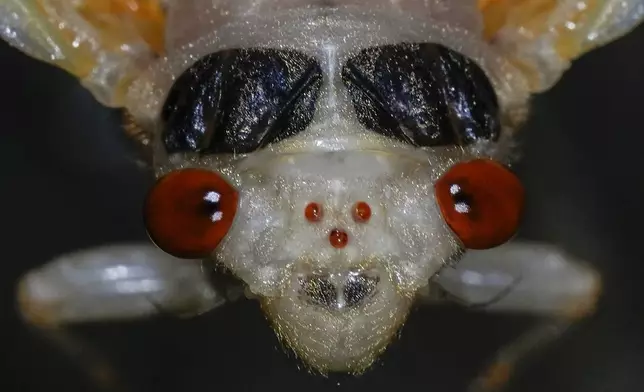 An adult periodical cicada sheds its nymphal skin on May 11, 2024, in Cincinnati. There are two large compound eyes, which are used to visually perceive the world around them, and three small, jewel-like, simple eyes called ocelli at center. (AP Photo/Carolyn Kaster)