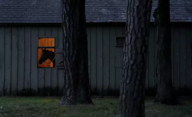 A horse looks out the window from its stable ahead of the 156th running of the Belmont Stakes horse race at Saratoga Race Course, in Saratoga Springs, N.Y., on June 6, 2024. (AP Photo/Julia Demaree Nikhinson)