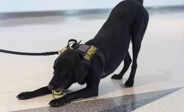 Argo, a Transportation Security Administration explosives detection canine enjoys a break while working at Baltimore/Washington International Thurgood Marshall Airport, Monday, Dec. 9, 2024, in Baltimore. (AP Photo/Stephanie Scarbrough)