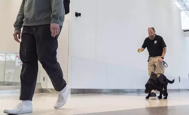 Argo, a Transportation Security Administration explosives detection canine, working with handler Jonathan Lilly, reacts as a decoy with explosive odors walks through the ticketing area at Baltimore/Washington International Thurgood Marshall Airport, Monday, Dec. 9, 2024, in Baltimore. (AP Photo/Stephanie Scarbrough)