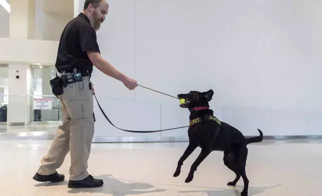 Argo, a Transportation Security Administration explosives detection canine, working with handler Jonathan Lilly, is rewarded after screening passengers in the ticketing area at Baltimore/Washington International Thurgood Marshall Airport, Monday, Dec. 9, 2024, in Baltimore. (AP Photo/Stephanie Scarbrough)