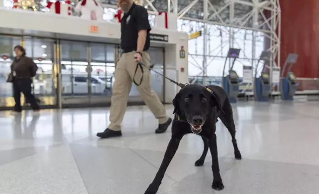 Argo, a Transportation Security Administration explosives detection canine, who works with handler Jonathan Lilly, walks through the ticketing area at Baltimore/Washington International Thurgood Marshall Airport, Monday, Dec. 9, 2024, in Baltimore. (AP Photo/Stephanie Scarbrough)