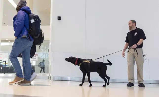 Argo, a Transportation Security Administration explosives detection canine, working with handler Jonathan Lilly, screens passengers walking through the ticketing area at Baltimore/Washington International Thurgood Marshall Airport, Monday, Dec. 9, 2024, in Baltimore. (AP Photo/Stephanie Scarbrough)