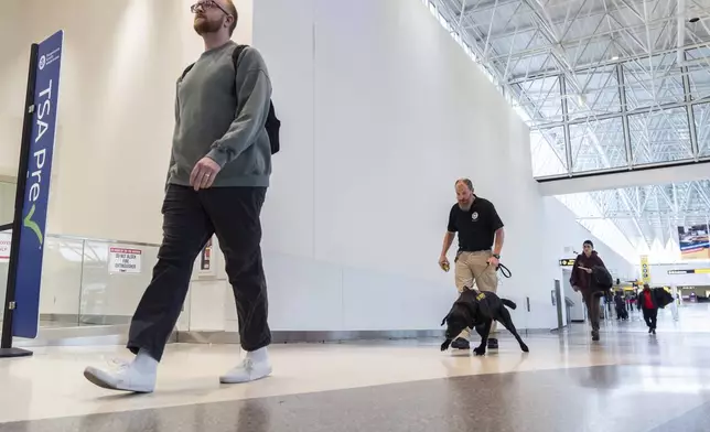 Argo, a Transportation Security Administration explosives detection canine, working with handler Jonathan Lilly, reacts as a decoy with explosive odors walks through the ticketing area at Baltimore/Washington International Thurgood Marshall Airport, Monday, Dec. 9, 2024, in Baltimore. (AP Photo/Stephanie Scarbrough)