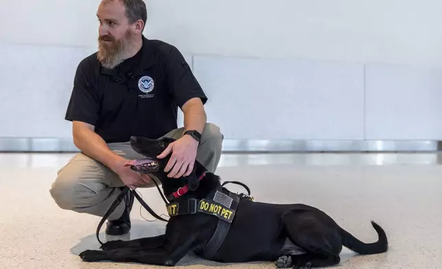 Argo, a Transportation Security Administration explosives detection canine, working with handler Jonathan Lilly, enjoys a break while at Baltimore/Washington International Thurgood Marshall Airport, Monday, Dec. 9, 2024, in Baltimore. (AP Photo/Stephanie Scarbrough)