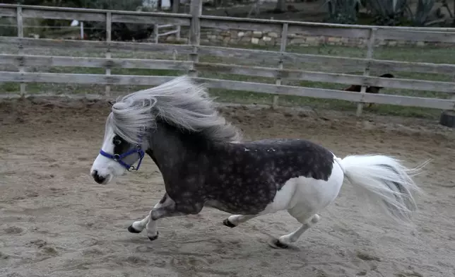 Homer, a miniature horse used for therapy programs, runs at a farm in Rafina about 32 kilometres (51 miles) east of Athens, Greece, on Thursday, Nov. 21, 2024. (AP Photo/Thanassis Stavrakis)