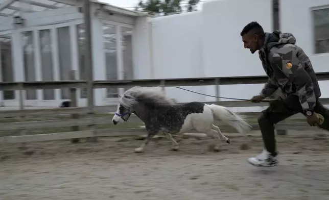 Stable worker Ali Hussein, 34, from Pakistan runs with Homer, a miniature horse used for therapy programs, at a farm in Rafina about 32 kilometres (51 miles) east of Athens, Greece, on Thursday, Nov. 21, 2024. (AP Photo/Thanassis Stavrakis)